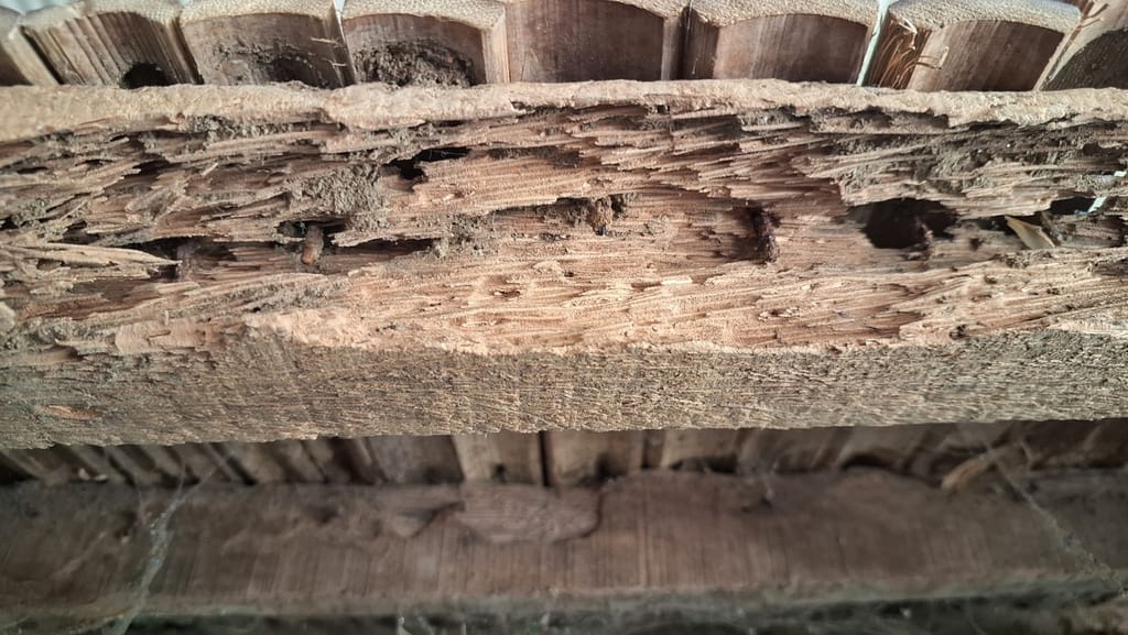 jarrod haneline Hybrid Termites_ What Property Managers Need to Know