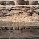 jarrod haneline Hybrid Termites_ What Property Managers Need to Know