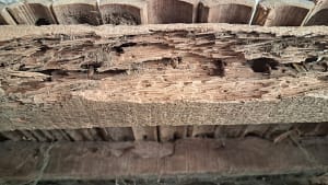 jarrod haneline Hybrid Termites_ What Property Managers Need to Know